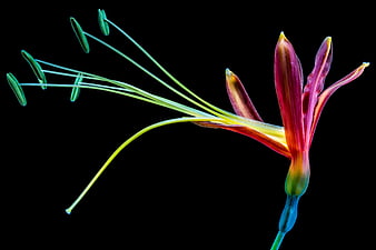 Macro photography of a vibrant purple and green flower bud on black