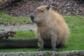 Capybara sitting on grass near a log in a natural setting