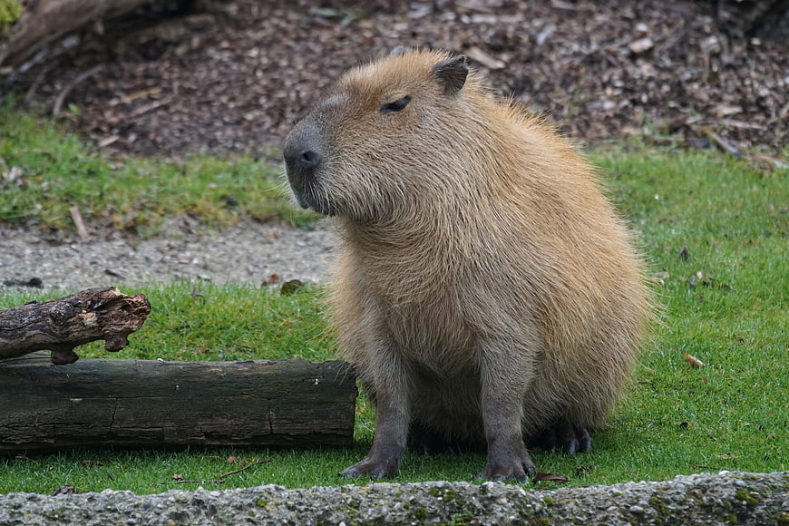 Capybara sitting on grass near a log in a natural setting