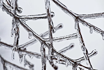 Close-up of brown branches coated in melting ice