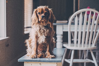 Cute brown puppy sitting on a blue wooden bench