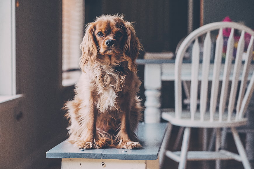 Cute brown puppy sitting on a blue wooden bench