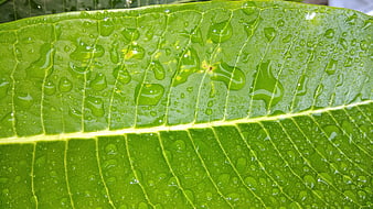 Close-up of vibrant green leaf with water droplets