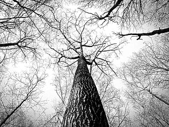 Black and white low angle view of tall tree trunk