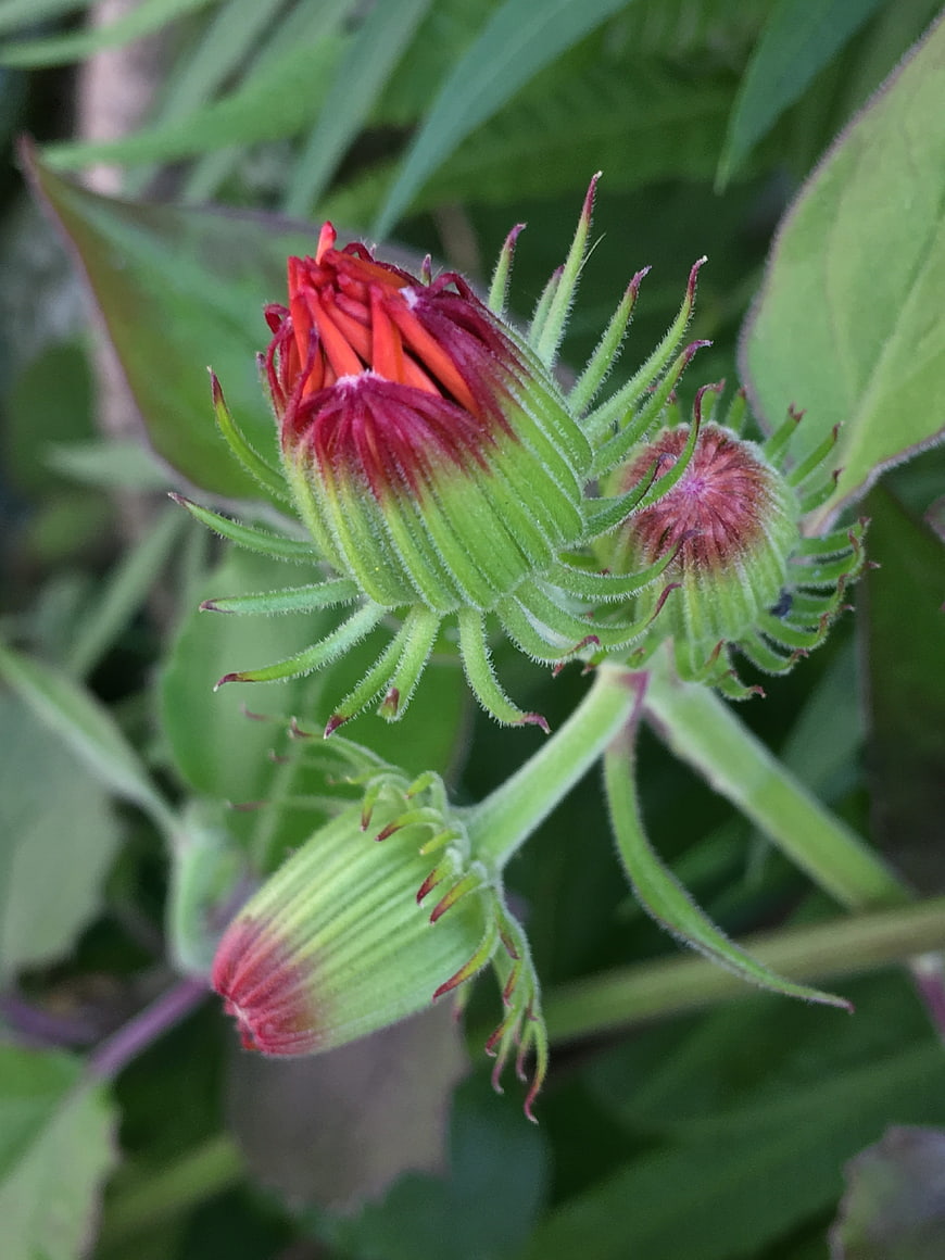 Close-up of vibrant red and green flower buds in nature