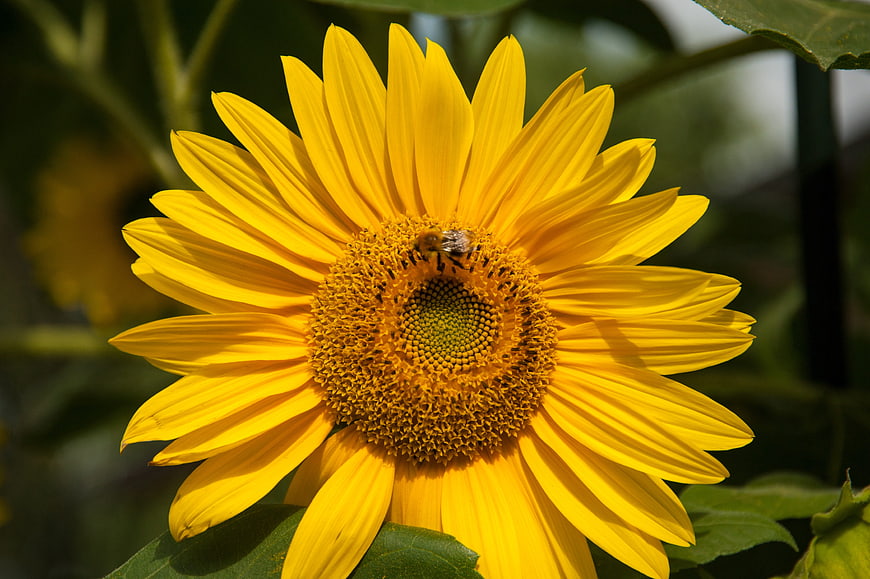 Close-up of a bright yellow sunflower with a bee on the center