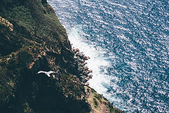Aerial View of Seabird Flying Over Coastal Cliffs and Ocean
