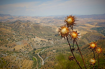 Dried thistle flowers against a vast arid mountain landscape
