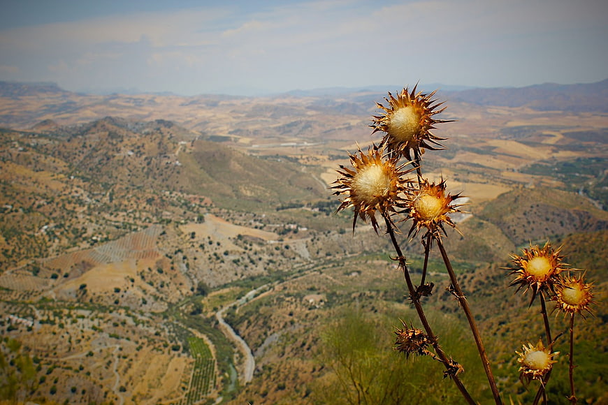 Dried thistle flowers against a vast arid mountain landscape