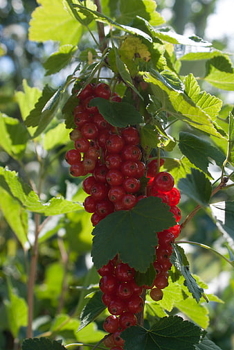 Ripe Red Currants Hanging on Bush in Sunlight