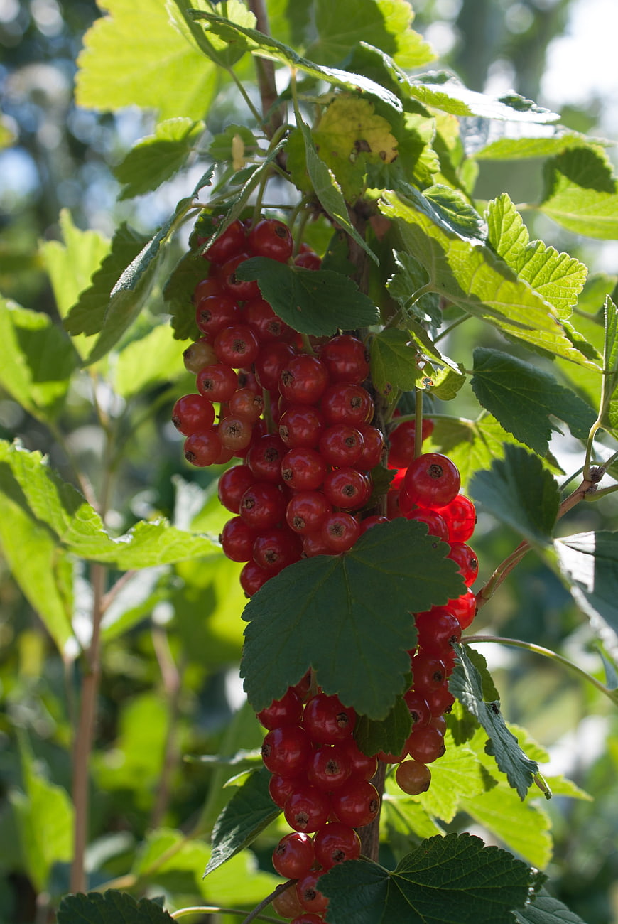 Ripe Red Currants Hanging on Bush in Sunlight