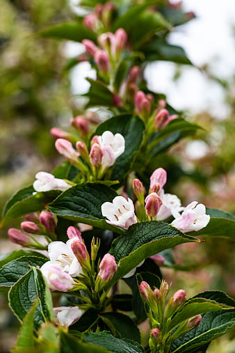 Close-up of Weigela flowers with pink buds and green leaves