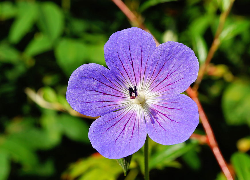 Close-up of Purple Meadow Cranesbill Flower