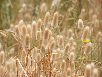 Close-up of fluffy bunnytail grass in a golden summer field