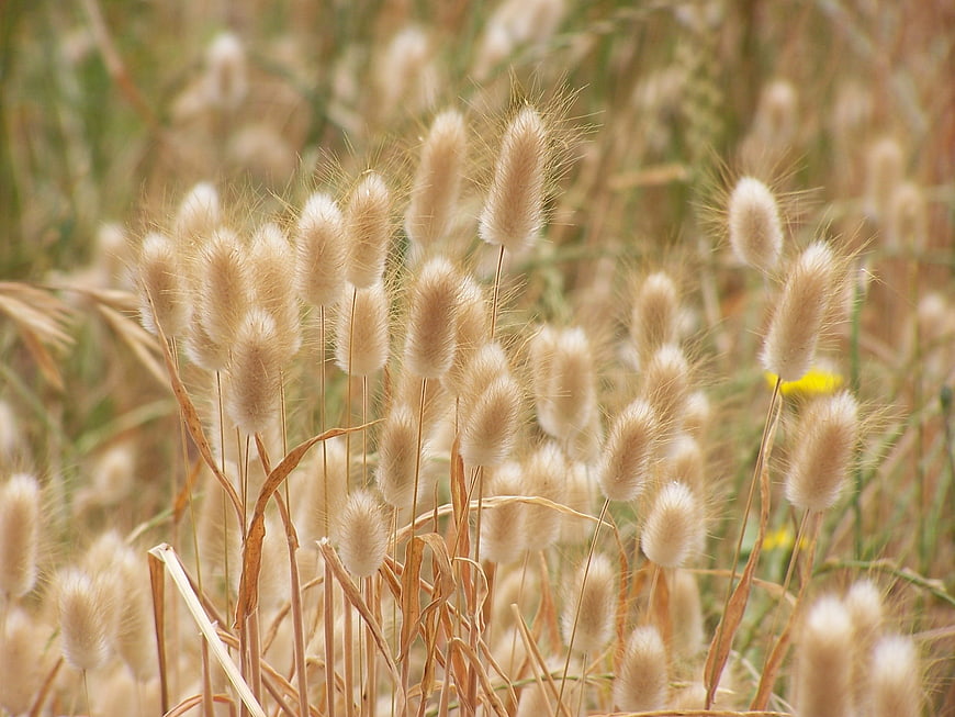 Close-up of fluffy bunnytail grass in a golden summer field