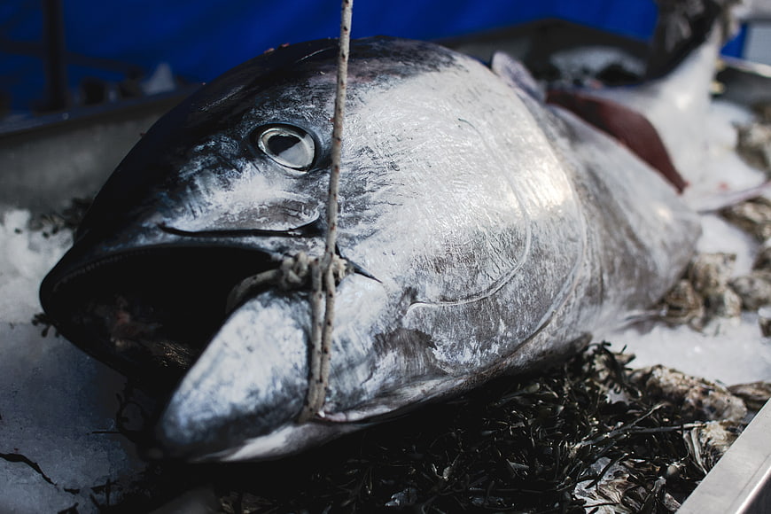 Fresh Tuna Head on Ice at Seafood Market