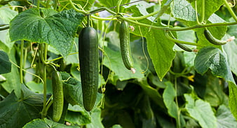 Fresh Green Cucumbers Growing On Vines In Garden
