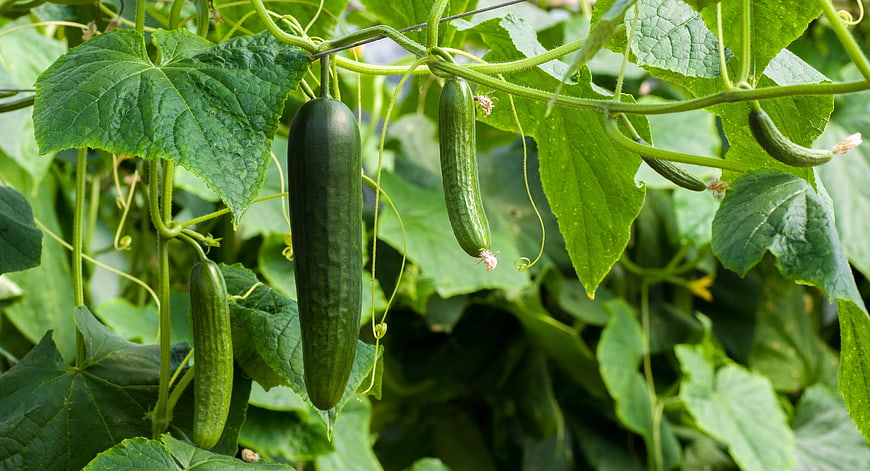 Fresh Green Cucumbers Growing On Vines In Garden