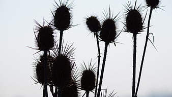 Silhouette of dried thistle plants against a pale winter sky