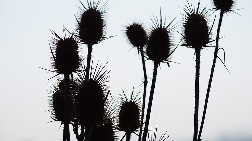 Silhouette of dried thistle plants against a pale winter sky