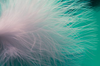 Abstract Macro Feather Texture with Teal and Pink Gradient