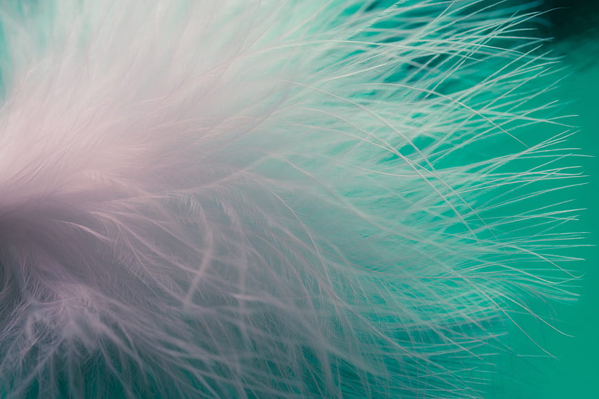 Abstract Macro Feather Texture with Teal and Pink Gradient
