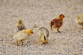 Cute baby chicks pecking on gravel ground