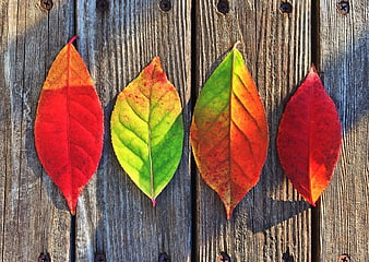 Four colorful autumn leaves on rustic wooden background