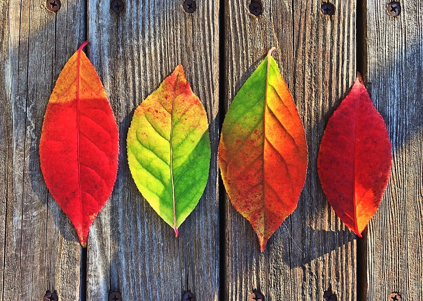 Four colorful autumn leaves on rustic wooden background