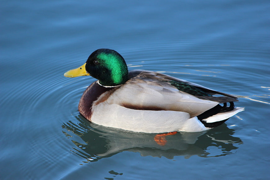 Male Mallard Duck Swimming in Blue Water