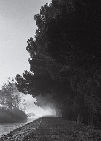 Misty black and white road lined with pine trees