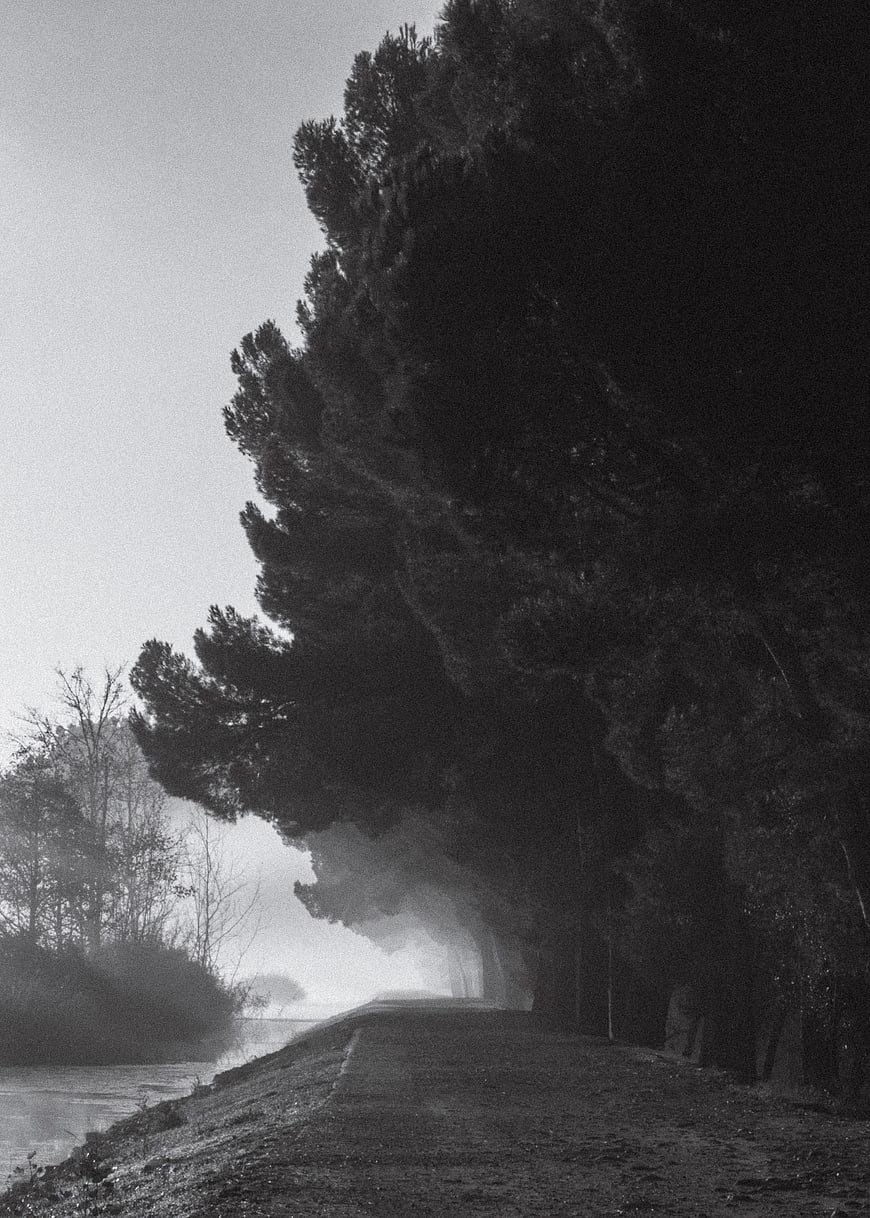 Misty black and white road lined with pine trees