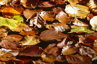 Autumn leaves floating on dark water surface