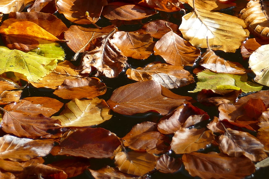 Autumn leaves floating on dark water surface