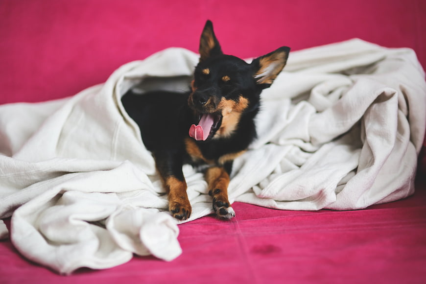 Cute black and tan dog yawning under white blanket