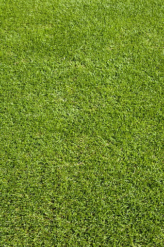Close-up texture of vibrant green grass on a golf course