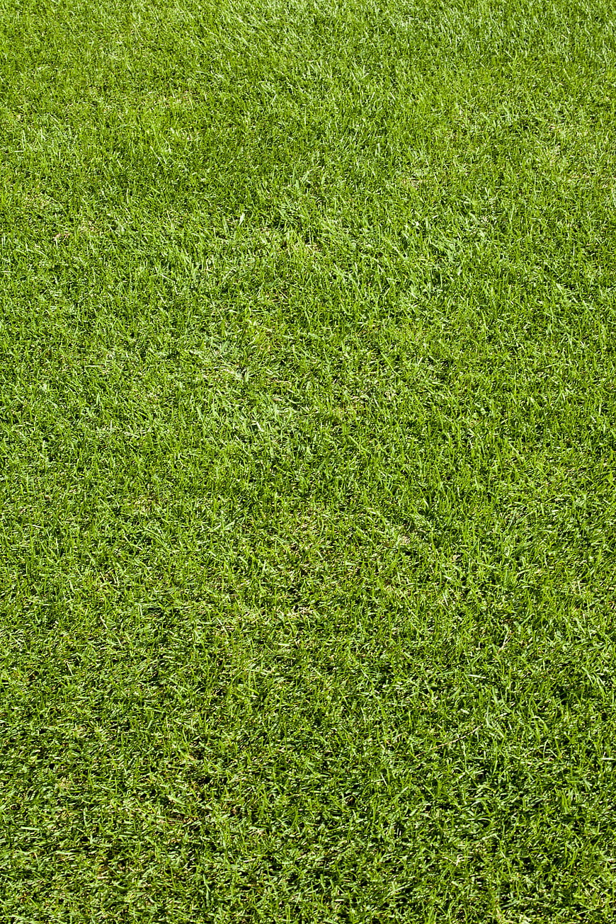 Close-up texture of vibrant green grass on a golf course