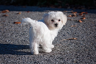 Cute white Maltese puppy standing on gravel path