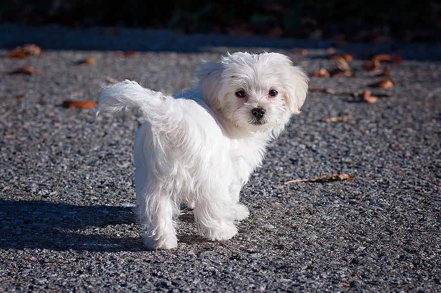 Cute white Maltese puppy standing on gravel path