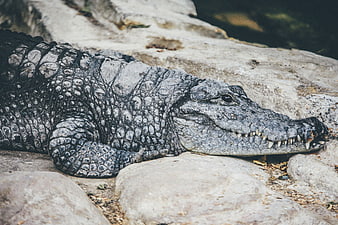 Close-up of alligator resting on rocks