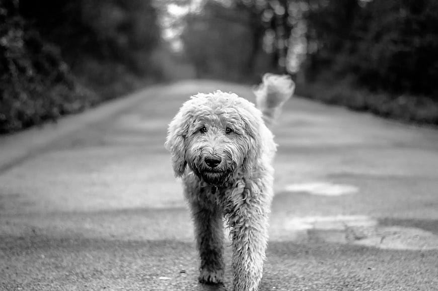 Fluffy Dog Walking Down Country Road in Black and White