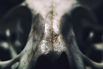 Close-up of textured gray animal skull with dark eye sockets