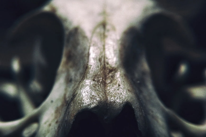 Close-up of textured gray animal skull with dark eye sockets