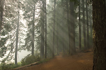 Misty forest path with sunbeams filtering through tall pine trees