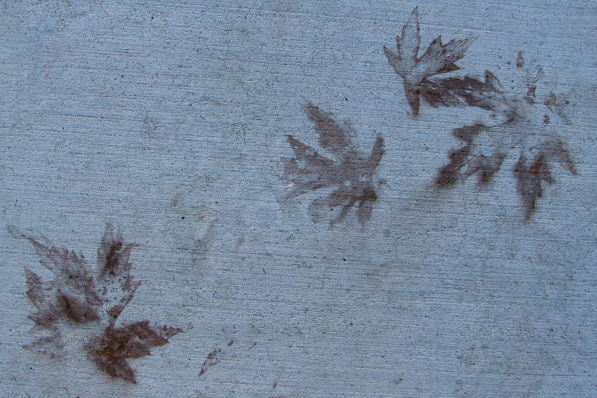 Maple leaf ghost shadows on textured concrete sidewalk