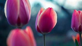 Close-up of vibrant pink tulips with blurred background