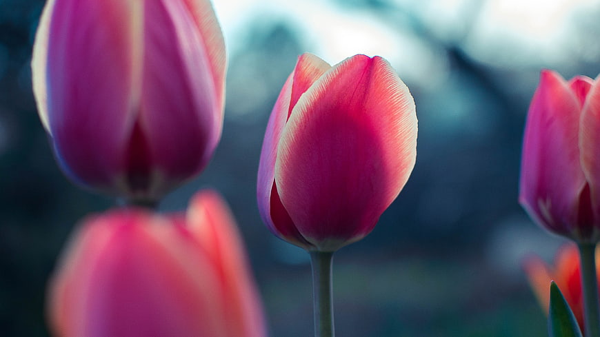 Close-up of vibrant pink tulips with blurred background