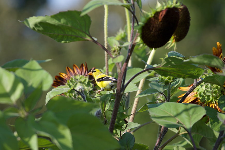 Yellow American Goldfinch Perched on Sunflower Plant