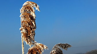 Frost-covered reeds against a clear blue winter sky