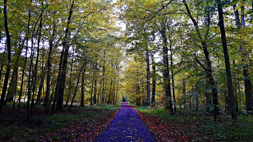 Autumn forest path with vibrant yellow leaves and purple trail